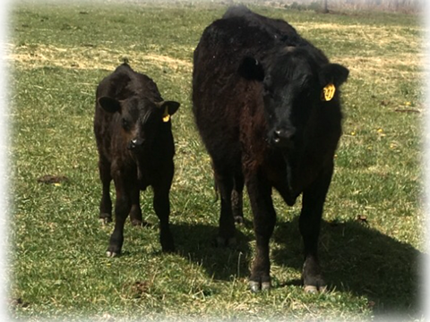 Grass-Fed, Quality Aged Beef ~ Order direct from the ranchers in Collbran, Colorado