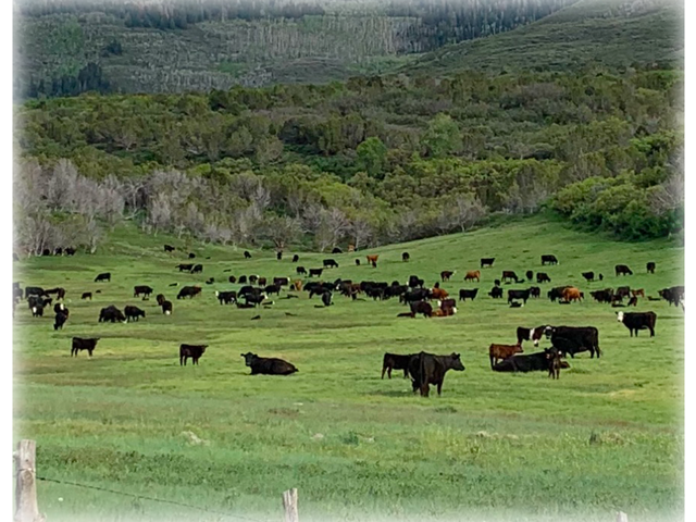 Grass-Fed, Quality Aged Meat ~ Order direct from the ranchers in Collbran, Colorado